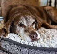 Sleep-on Old Dog